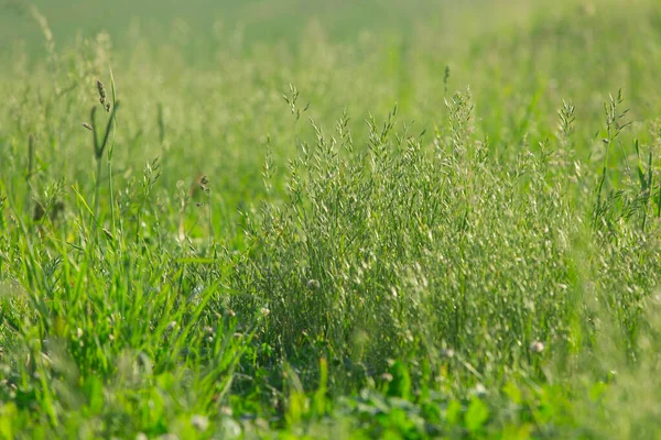 Kräuter Auf Der Wiese Sommer — Stockfoto