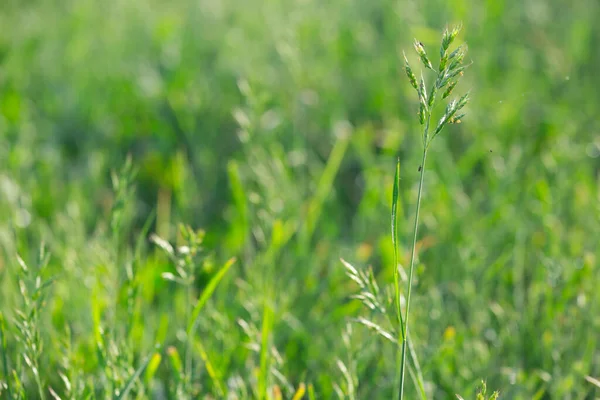 Erbe Diverse Nel Prato Estate — Foto Stock