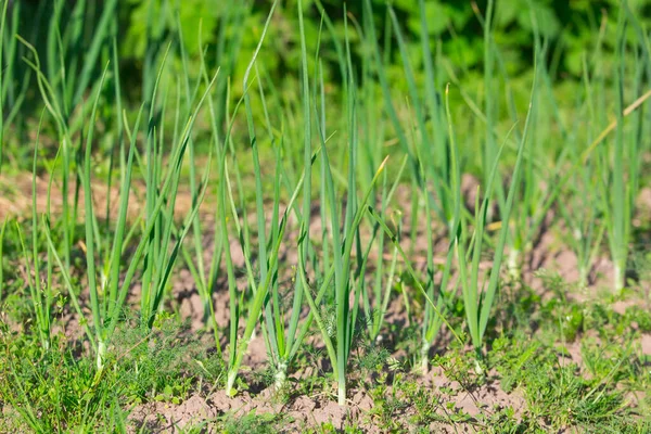 Zelená Cibule Postelích Zahradě — Stock fotografie