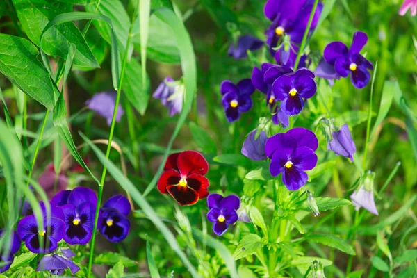 Colored Pansies Flowerbed Garden — Stock Photo, Image