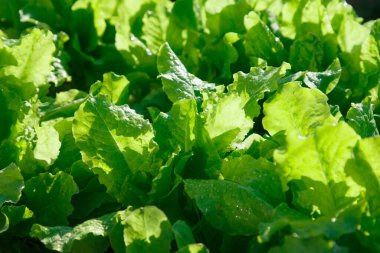 Bahçedeki yatağın üzerindeki yeşil salata