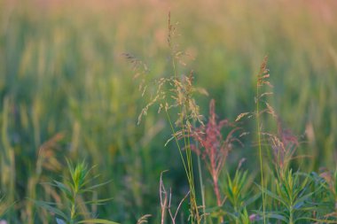 Yazın gün batımında tahıl kulakları