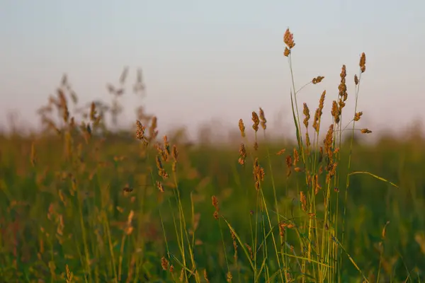 Ähren Bei Sonnenuntergang Sommer — Stockfoto