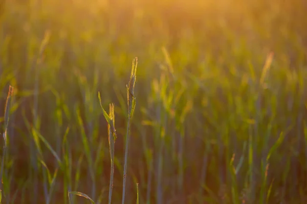 Spighe Grano Tramonto Estate — Foto Stock