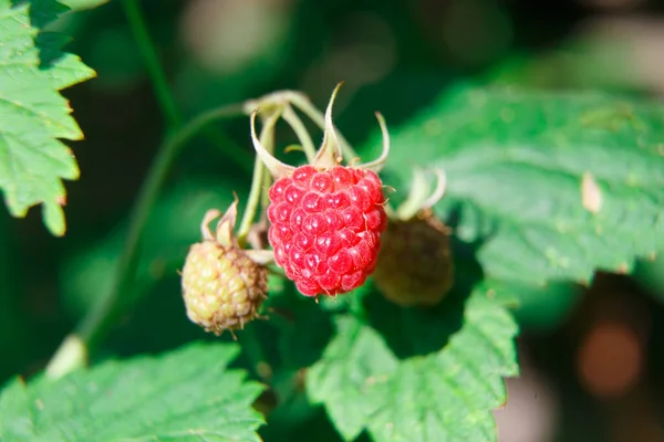 Röd Ruspberry Trädgården Sommaren — Stockfoto