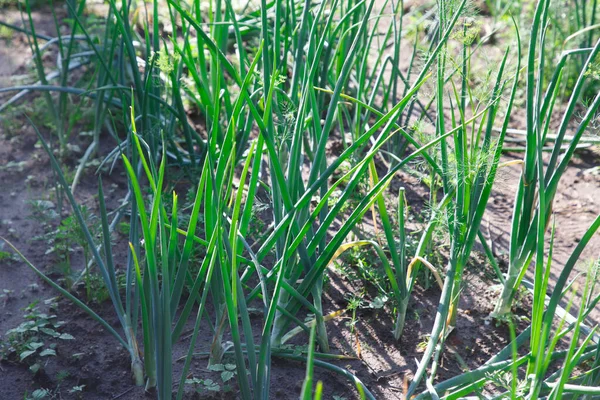 Cipolla Verde Sul Letto Giardino — Foto Stock