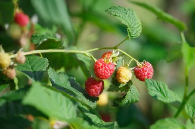 Red raspberries in the garden in summer