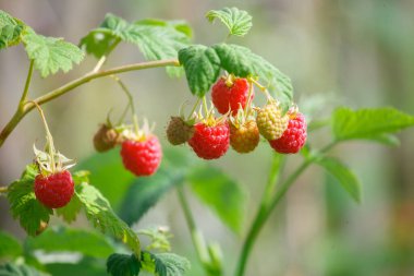 Red raspberries in the garden in summer