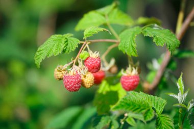 Red raspberries in the garden in summer