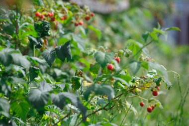 Red raspberries in the garden in summer