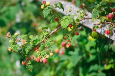Red raspberries in the garden in summer