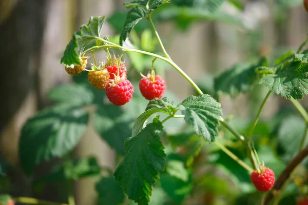 Frambuesas Rojas Jardín Verano — Foto de Stock