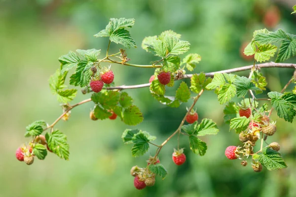 Framboises Rouges Dans Jardin Été — Photo