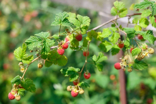 Framboises Rouges Dans Jardin Été — Photo