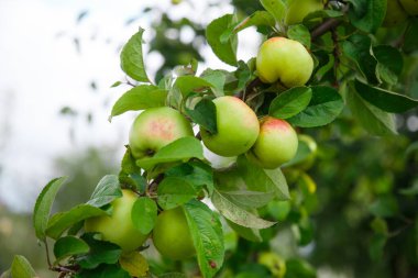 Yazın ağaçtaki elmalar