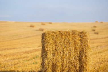 Ufukta saman ve demet demetleriyle sahadaki desteler