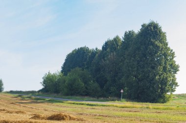 Yazın orman ve tarla