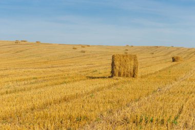 Ufukta saman ve demet demetleriyle sahadaki desteler