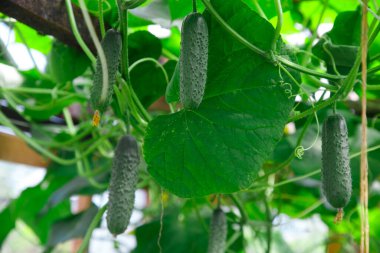 Yazın serada yeşil salatalıklar