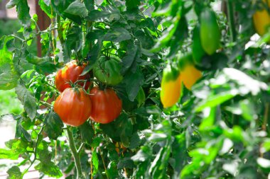 Yazın bahçedeki olgun domatesler