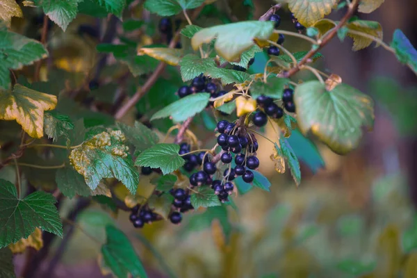 Cassis Sur Buisson Dans Jardin Été — Photo