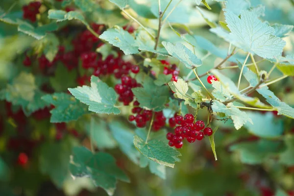 Black Currant Bush Garden Summer — Stock Photo, Image