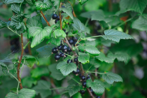 Cassis Sur Buisson Dans Jardin Été — Photo