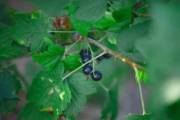 Cassis Sur Buisson Dans Jardin Été — Photo