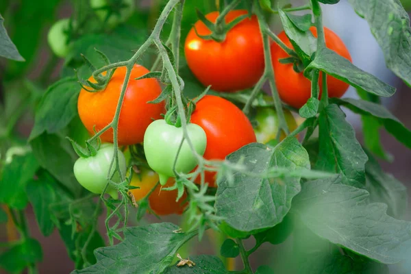 Los Tomates Maduros Jardín Verano —  Fotos de Stock