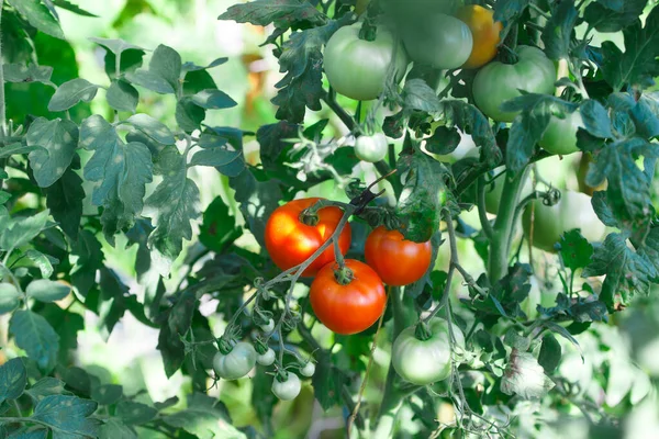 夏天花园里成熟的西红柿 — 图库照片