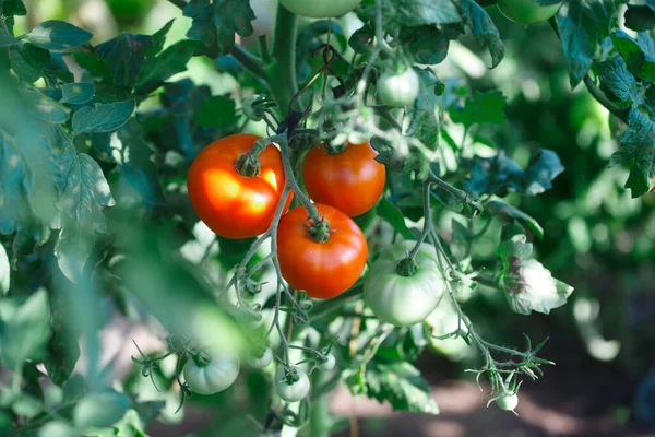 Los Tomates Maduros Jardín Verano —  Fotos de Stock