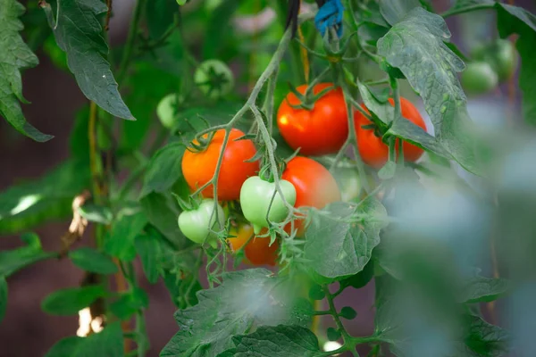 Los Tomates Maduros Jardín Verano —  Fotos de Stock