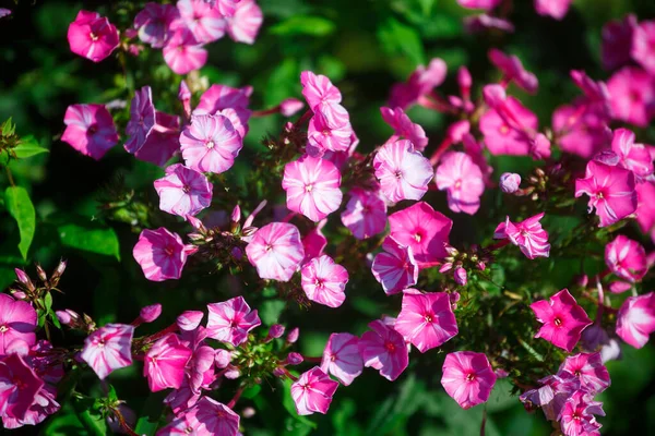 Die Blumen Auf Dem Beet Garten — Stockfoto