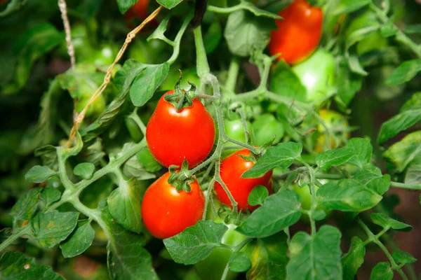 Los Tomates Maduros Jardín Verano —  Fotos de Stock