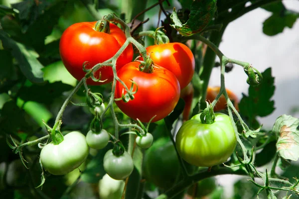 Los Tomates Maduros Jardín Verano —  Fotos de Stock