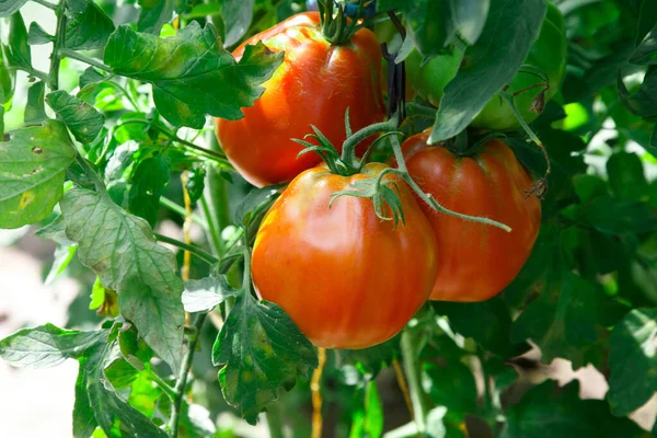 Los Tomates Maduros Jardín Verano — Foto de Stock