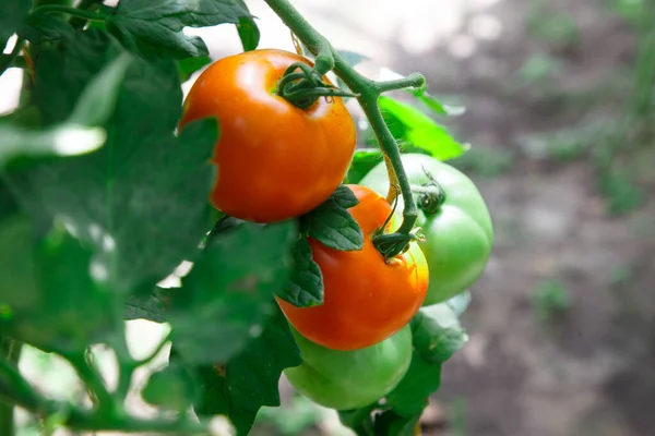 Los Tomates Maduros Jardín Verano —  Fotos de Stock