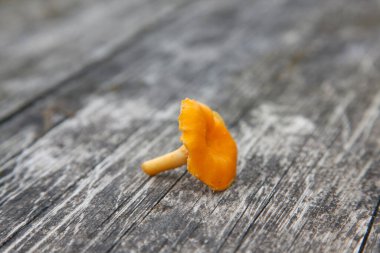Chanterelle mantarları sonbaharda masada