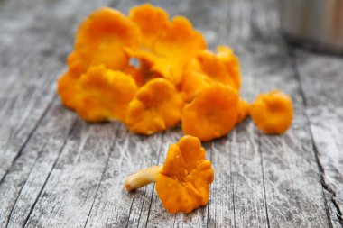 Chanterelle mantarları sonbaharda masada