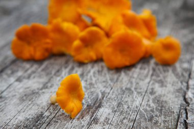 Chanterelle mantarları sonbaharda masada