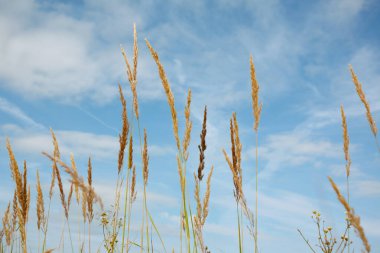 Yazın masmavi gökyüzüne karşı olgun çimenler