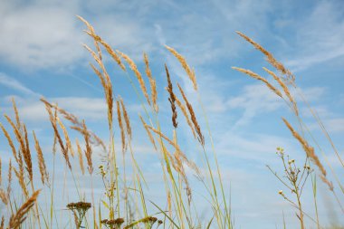 Yazın masmavi gökyüzüne karşı olgun çimenler