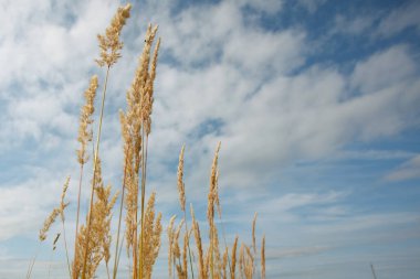 Yazın masmavi gökyüzüne karşı olgun çimenler