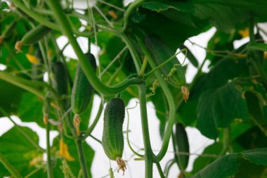 Serada yeşil salatalıklar