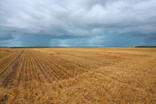 Campo Cereales Después Cosecha Verano — Foto de Stock