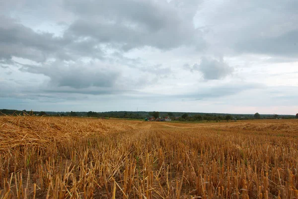Зерновые Поля После Сбора Урожая Летом — стоковое фото