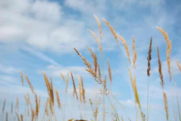 Ripe Grass Blue Sky Summer — Stock Photo, Image