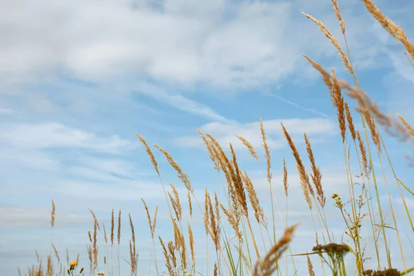 Das Reife Gras Gegen Den Blauen Himmel Sommer — Stockfoto
