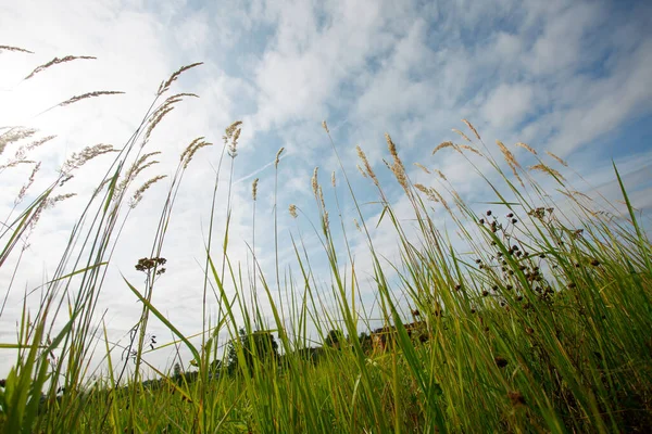 Ripe Grass Blue Sky Summer — Stock Photo, Image