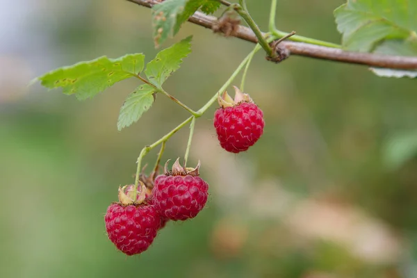 Las Frambuesas Rojas Jardín Verano — Foto de Stock